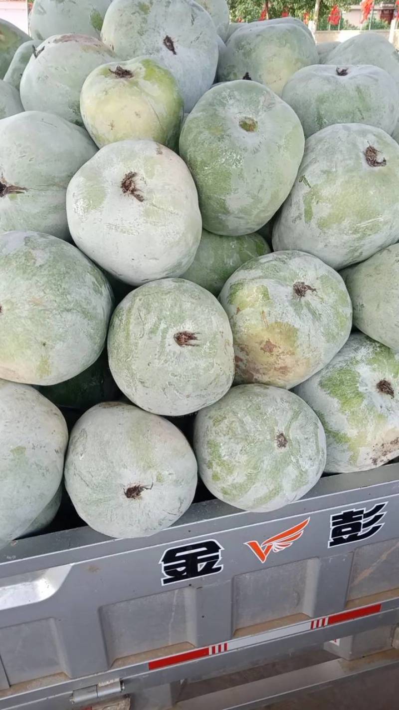 河北衡水万亩冬瓜大量上市中