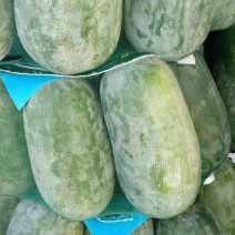 河北衡水万亩冬瓜大量上市中
