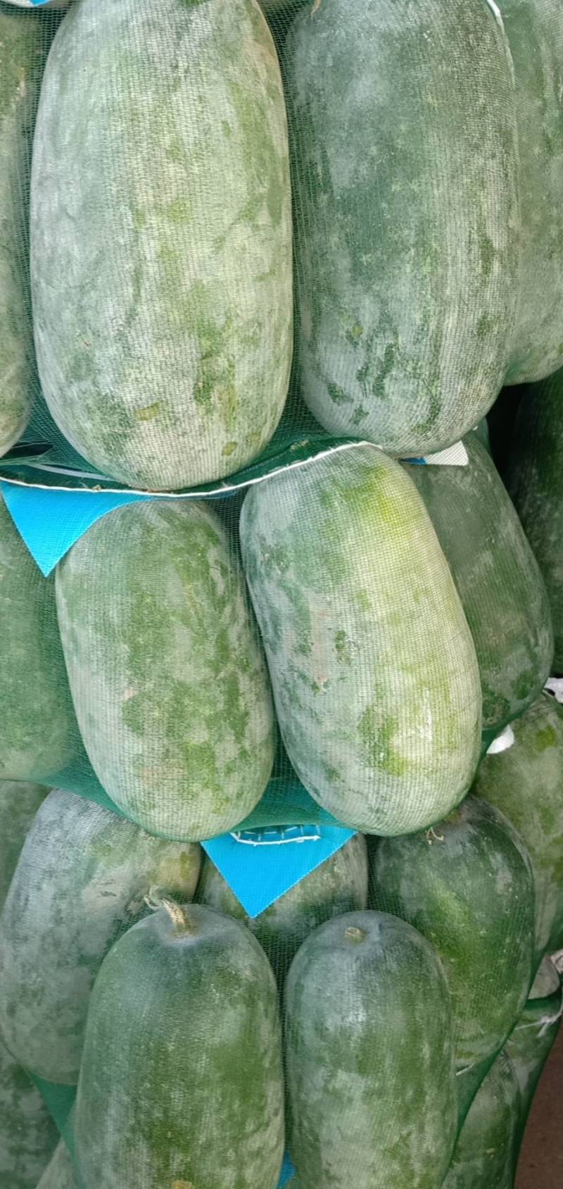 河北衡水万亩冬瓜大量上市中