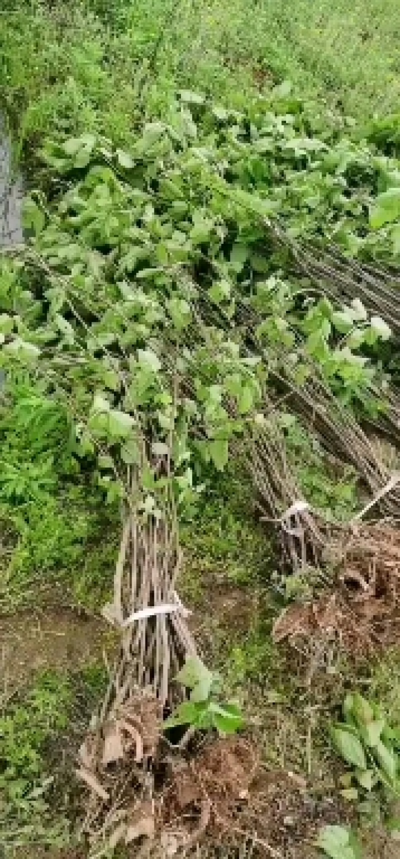 组培杂交构树，杯苗，大苗，工程苗