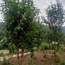 普洱茶