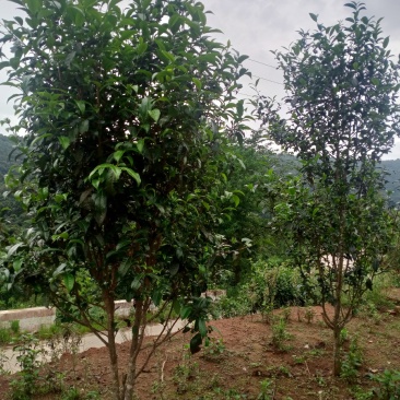 普洱茶