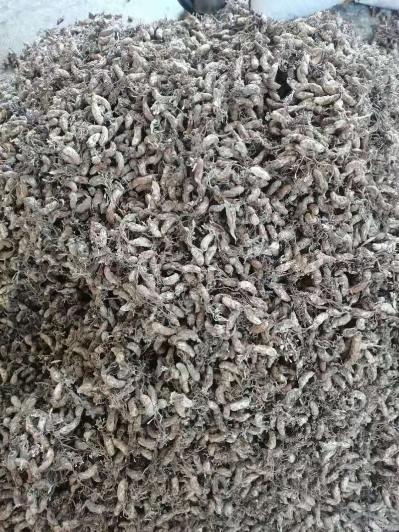 中药材金蝉花