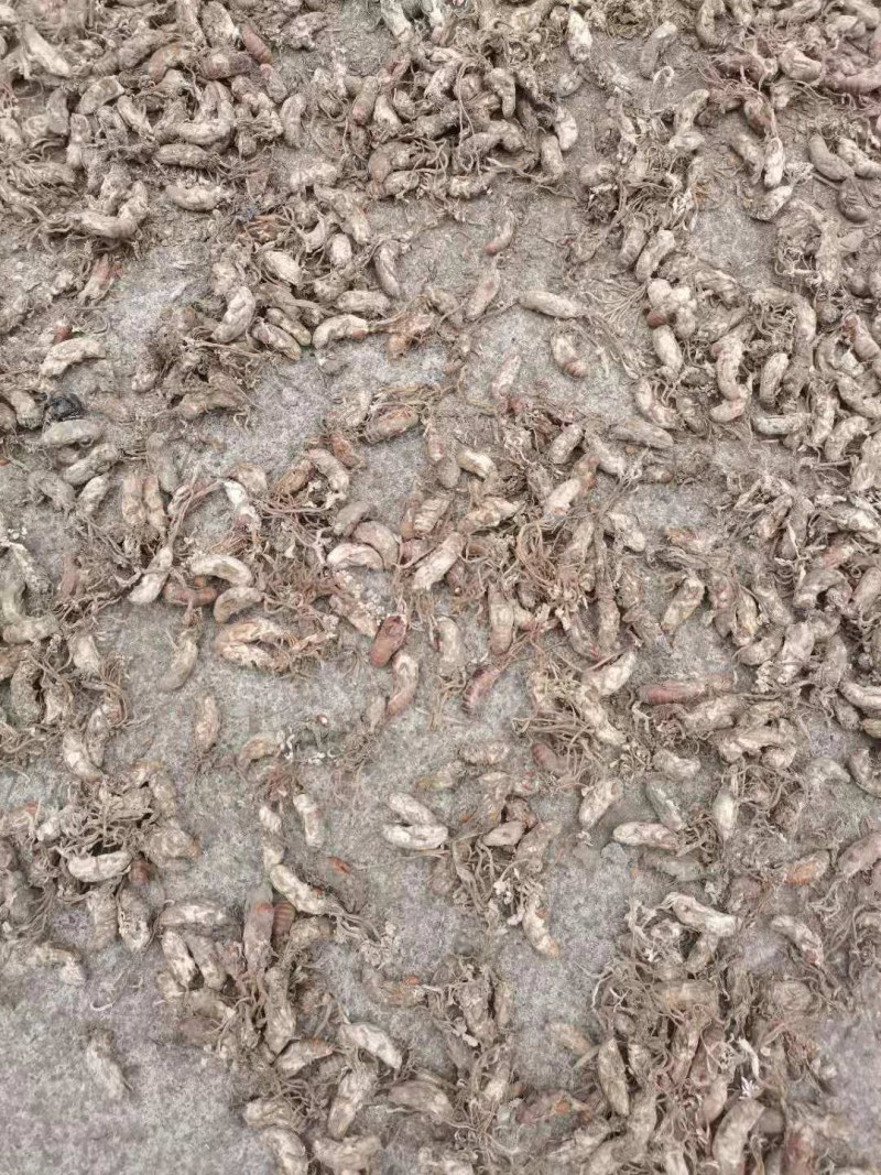 中药材金蝉花
