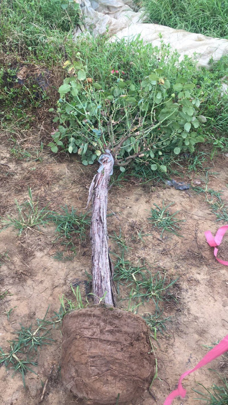 月季树状月季古桩月季树桩月季自家苗圃基地一手货源