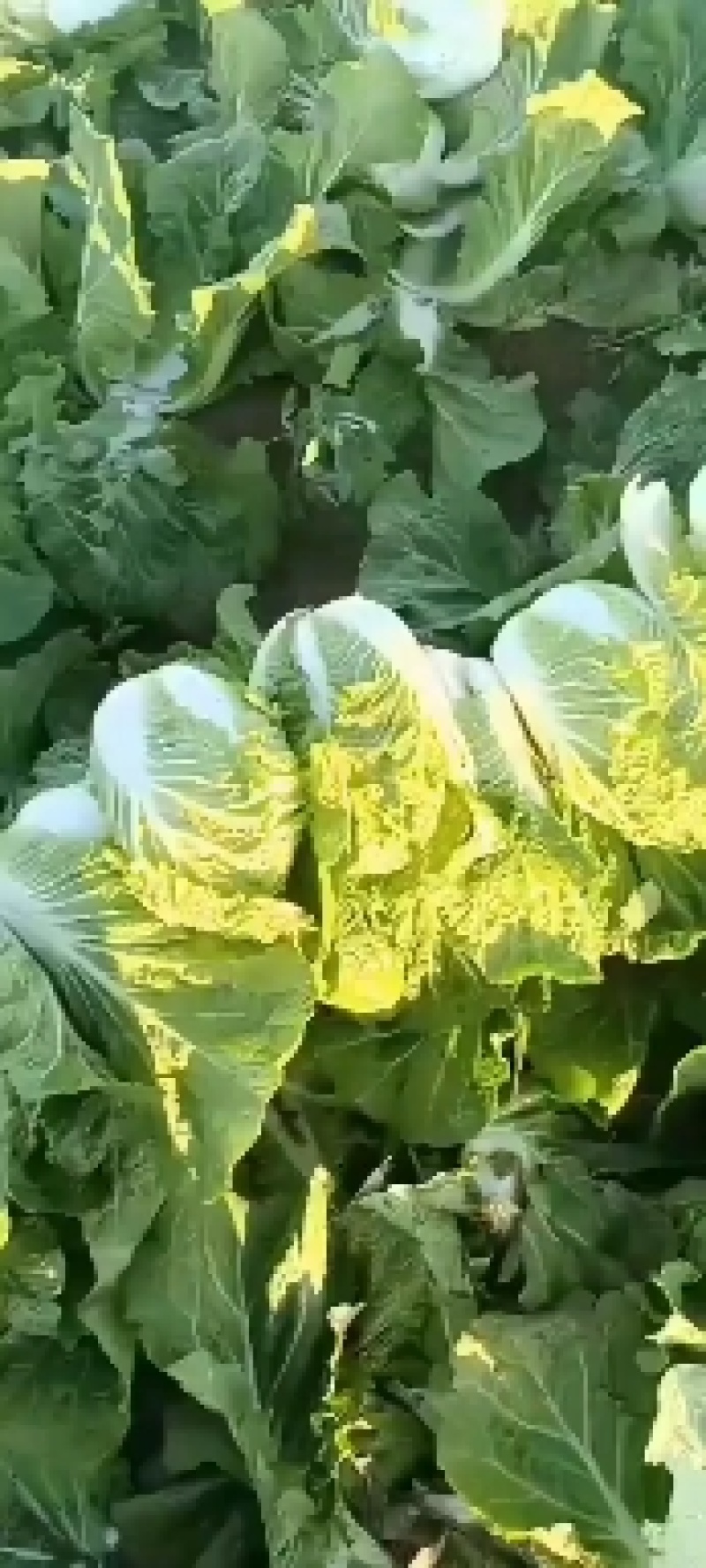 精品玲珑黄黄心大白菜品质保证物美价廉