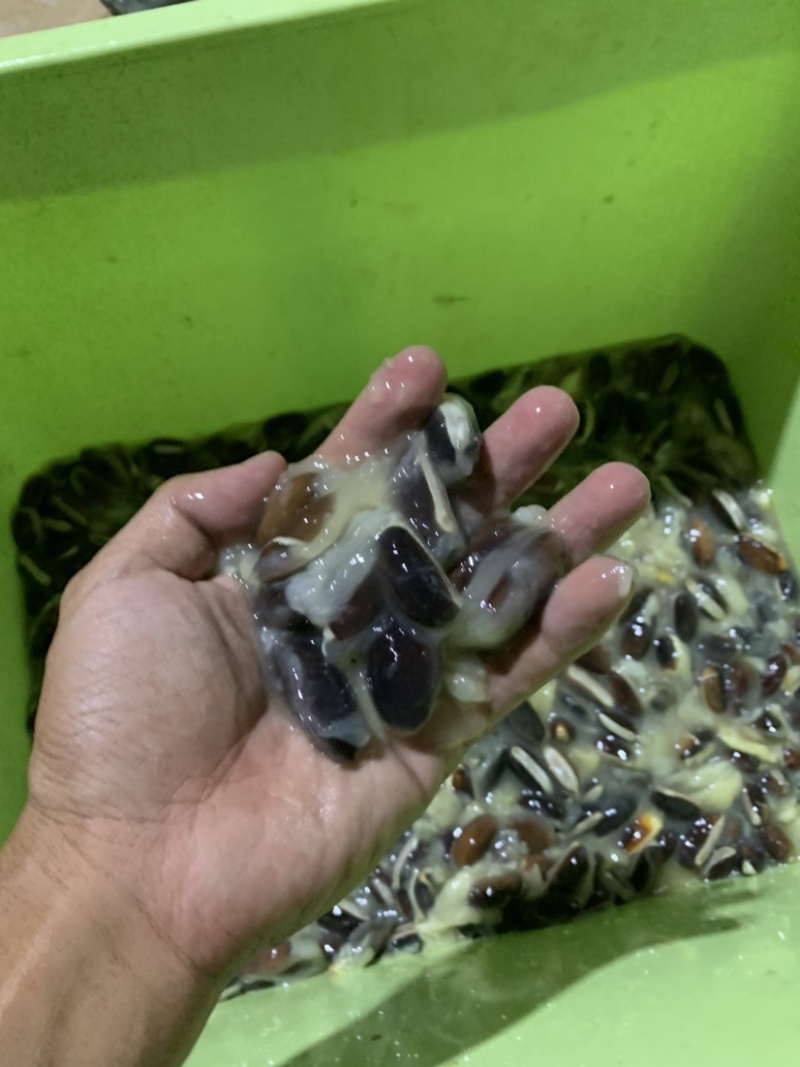 黄晶果种子下单前咨询种子上市月份在6-8月
