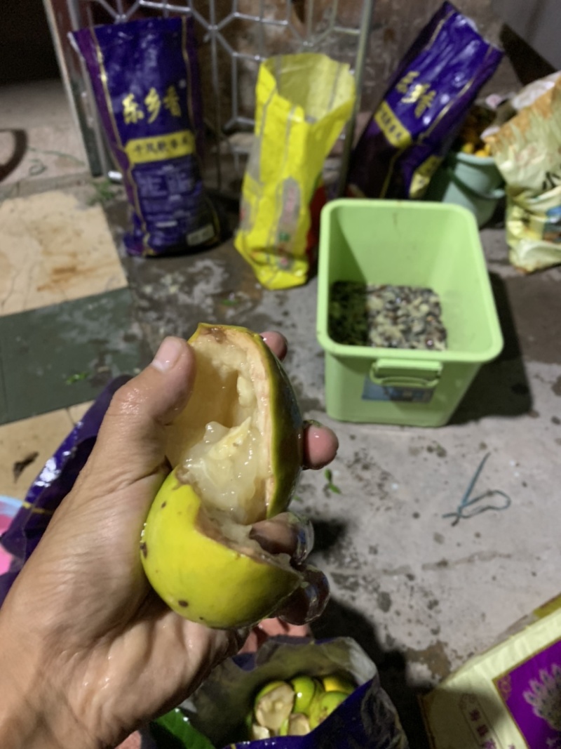 黄晶果种子下单前咨询种子上市月份在6-8月