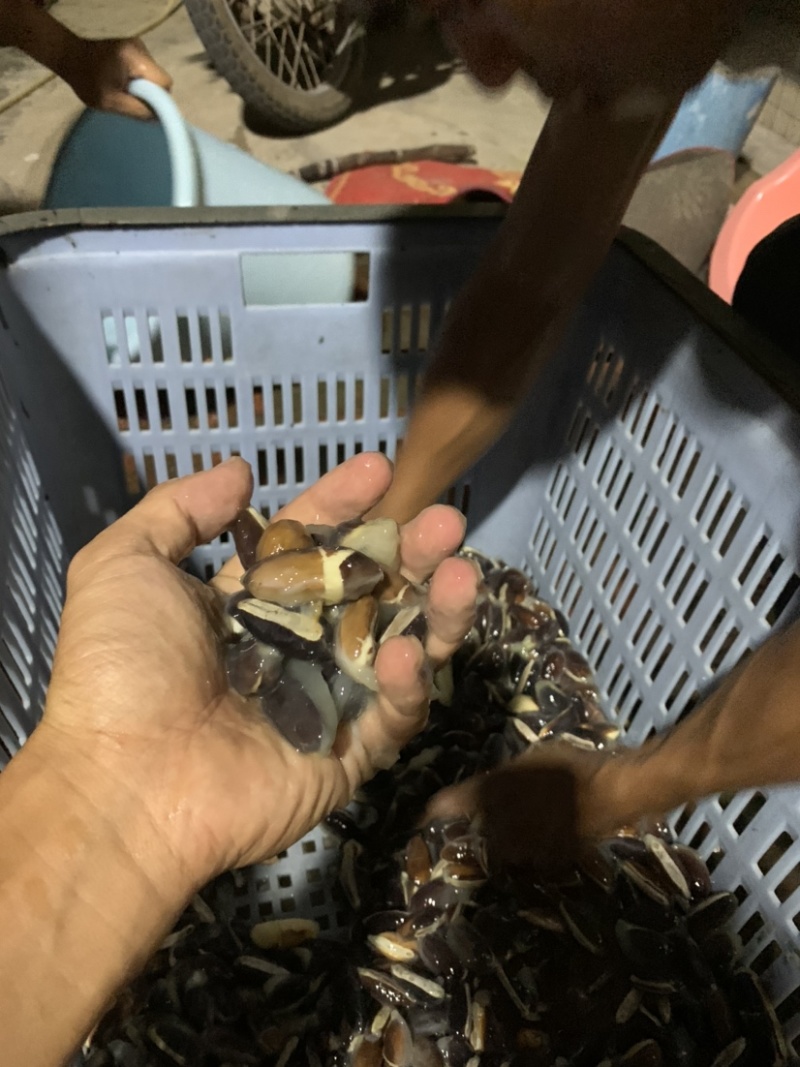 黄晶果种子下单前咨询种子上市月份在6-8月