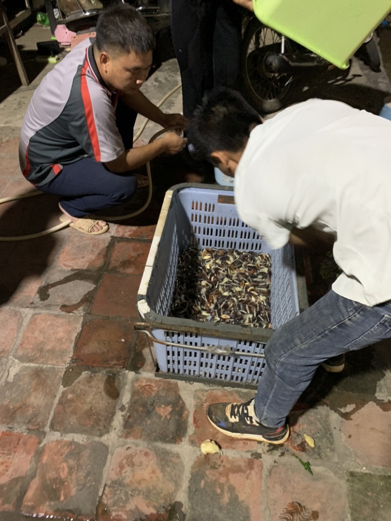 黄晶果种子下单前咨询种子上市月份在6-8月