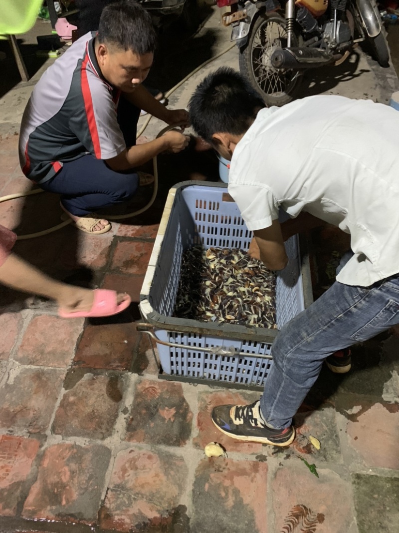黄晶果种子下单前咨询种子上市月份在6-8月