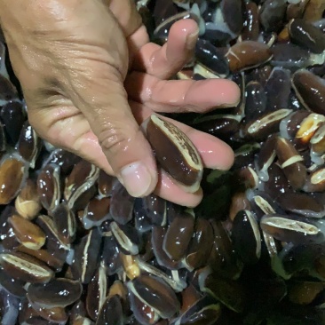 黄晶果种子下单前咨询种子上市月份在6-8月