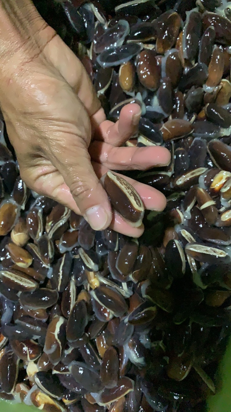 黄晶果种子下单前咨询种子上市月份在6-8月