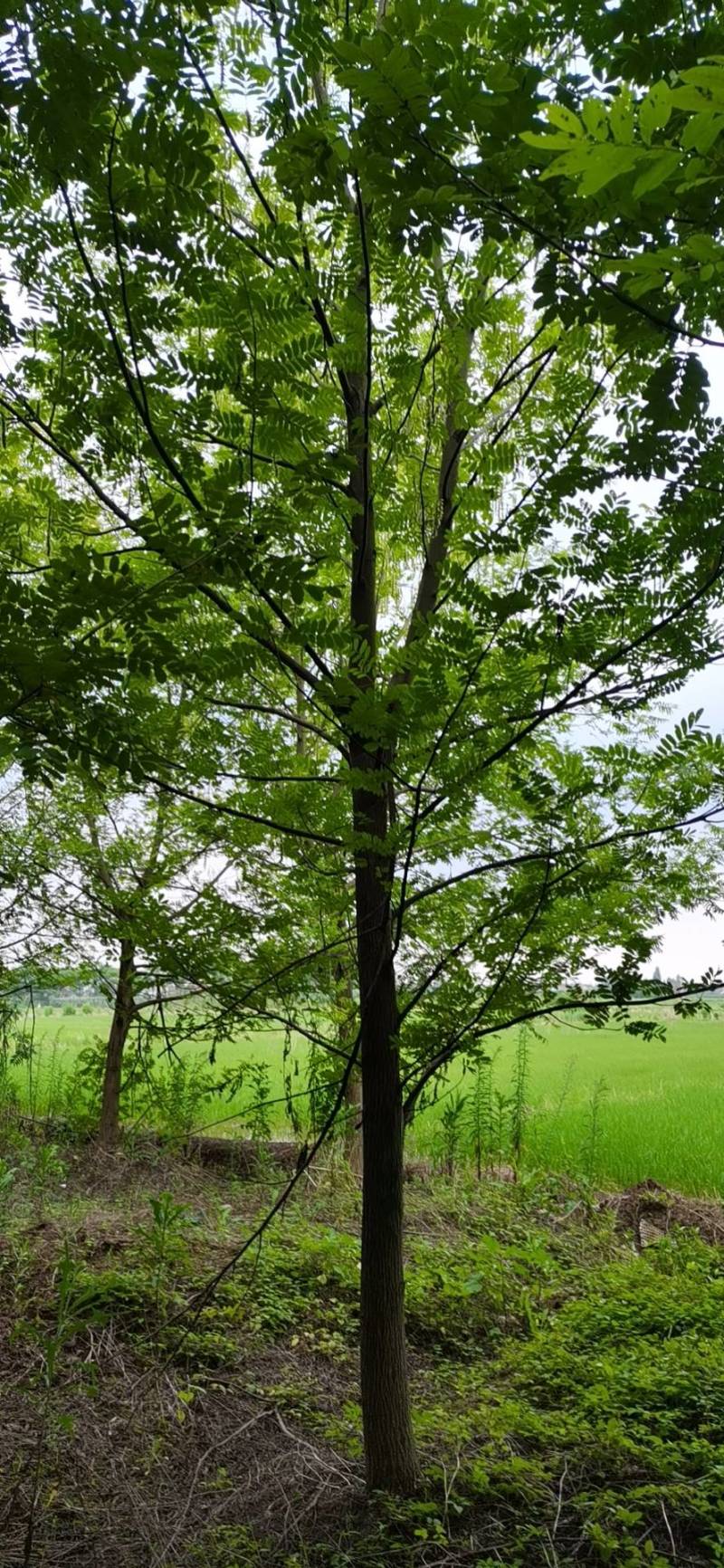 枫杨，基地种植一手货源规格齐全视频看苗选苗品质有保证。