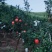 四川会理软子石榴