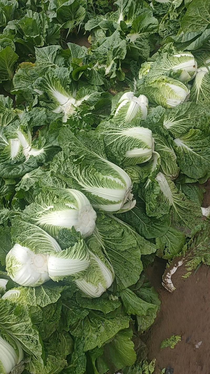 黄心大白菜精品玲珑黄质量保证正品