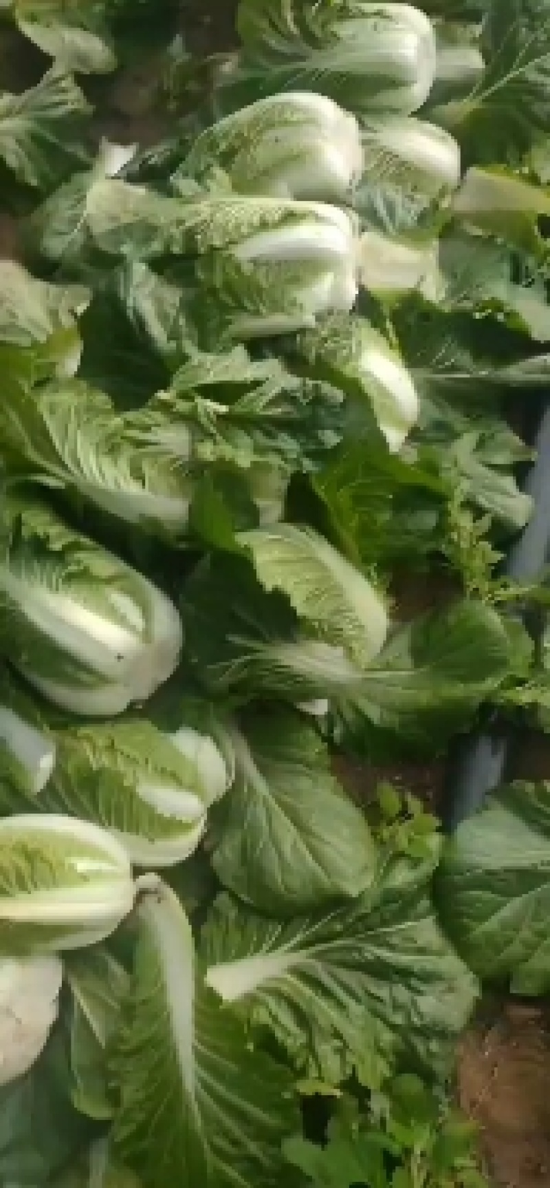 精品玲珑黄黄心大白菜质量保证