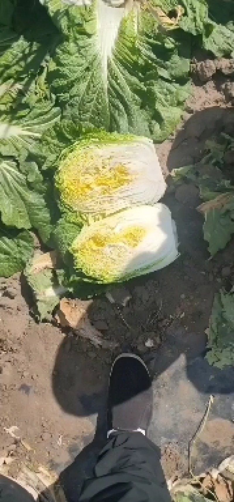 精品玲珑黄黄心大白菜质量保证