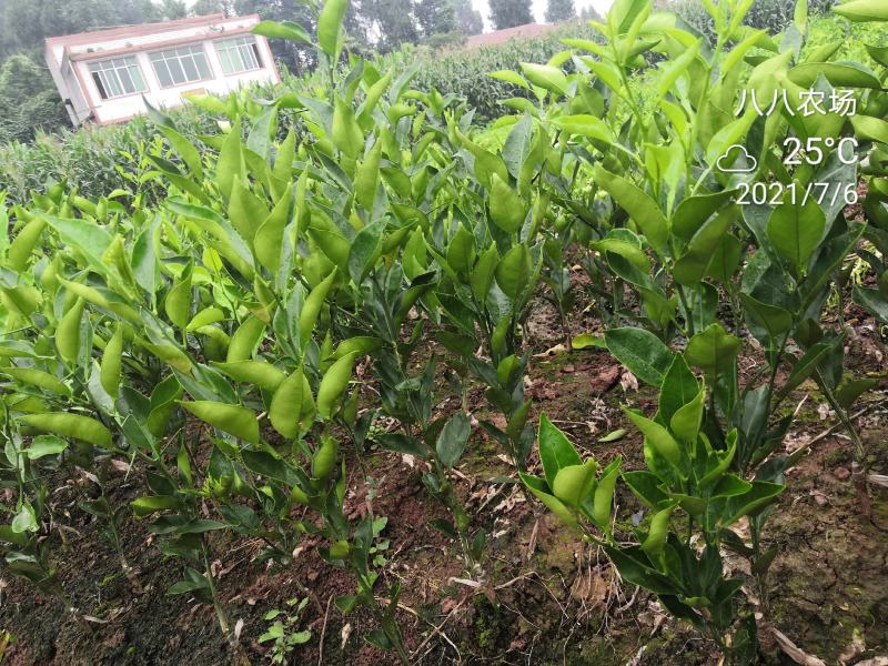 红美人柑橘苗明日见早熟砂糖橘耙耙柑大雅沃柑等柑橘苗