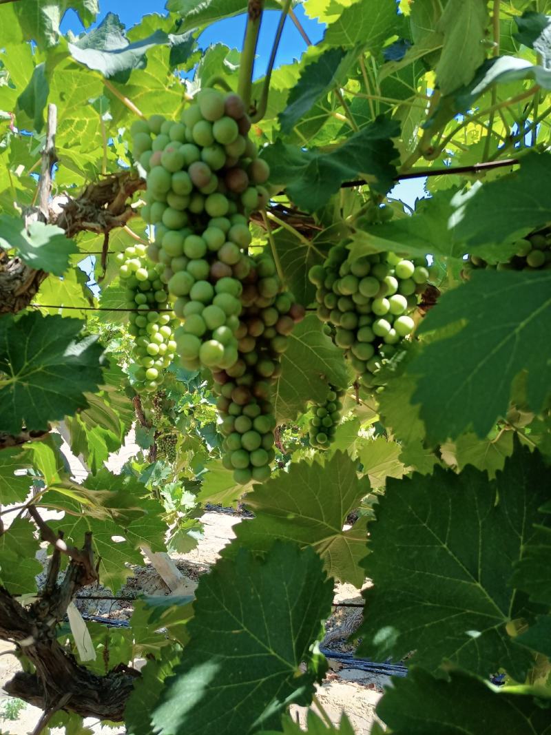新疆夏黑葡萄，万亩基地直供，一手货源，欢迎咨询。