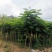 攀枝花~精品~凤凰木~现货