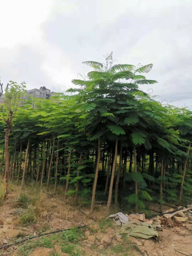 攀枝花~精品~凤凰木~现货