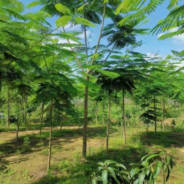 攀枝花~精品~凤凰木~现货