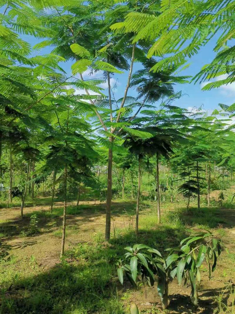 攀枝花~精品~凤凰木~现货