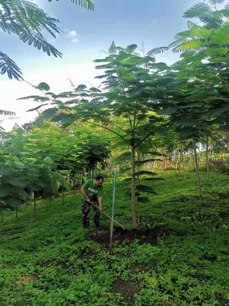 攀枝花~精品~凤凰木~现货