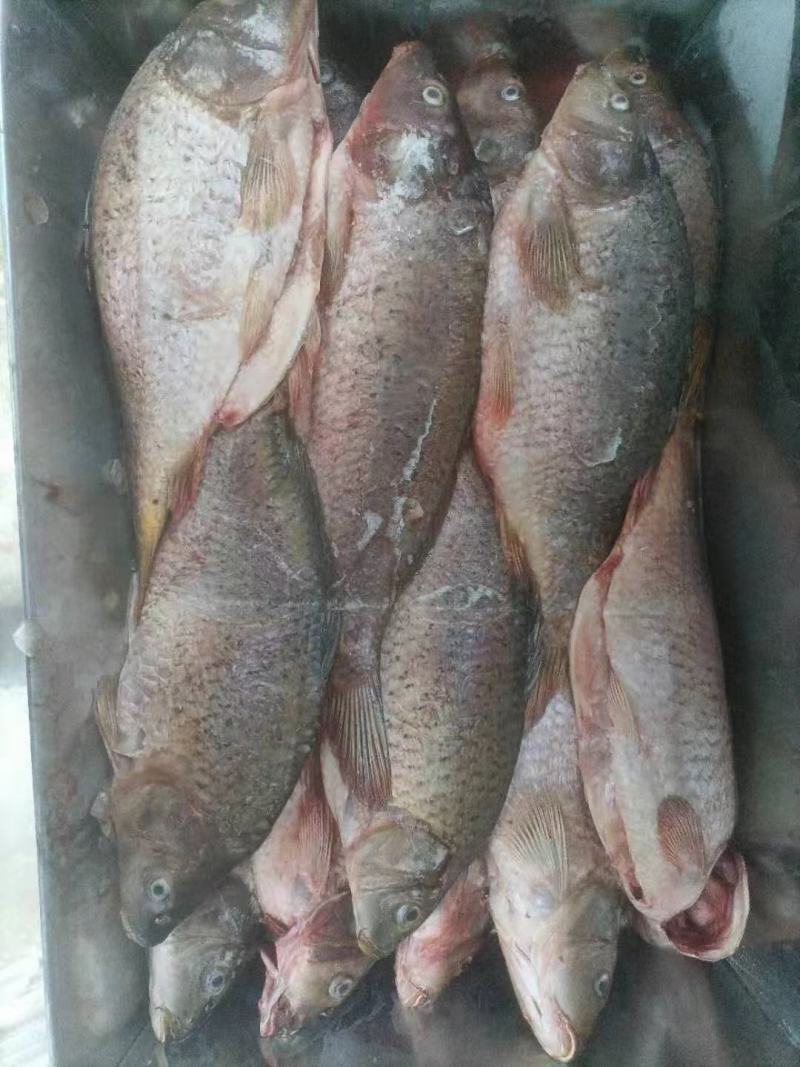 长期供餐鲦鱼，麦穗鱼，小黄鱼，毛刀鱼，鳑鲏鱼，棍子鱼等等