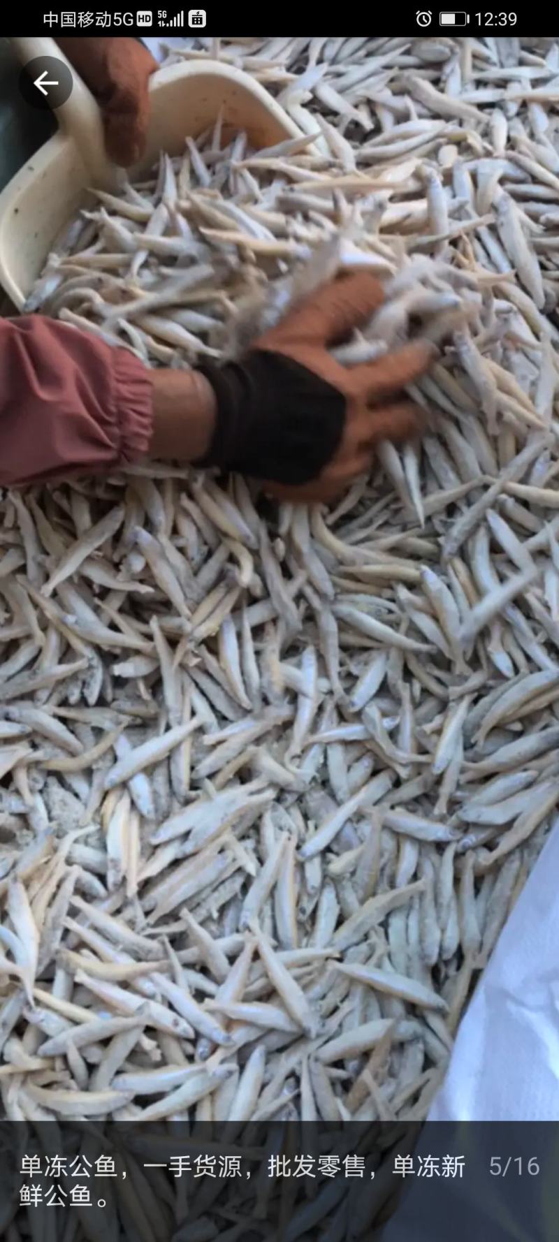 长期供餐鲦鱼，麦穗鱼，小黄鱼，毛刀鱼，鳑鲏鱼，棍子鱼等等