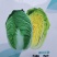 超高品质！臻美黄心大白菜种子，春秋两用，黄芯口感好品质佳