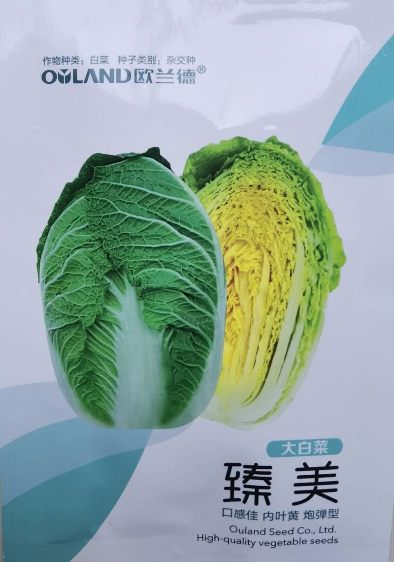 超高品质！臻美黄心大白菜种子，春秋两用，黄芯口感好品质佳