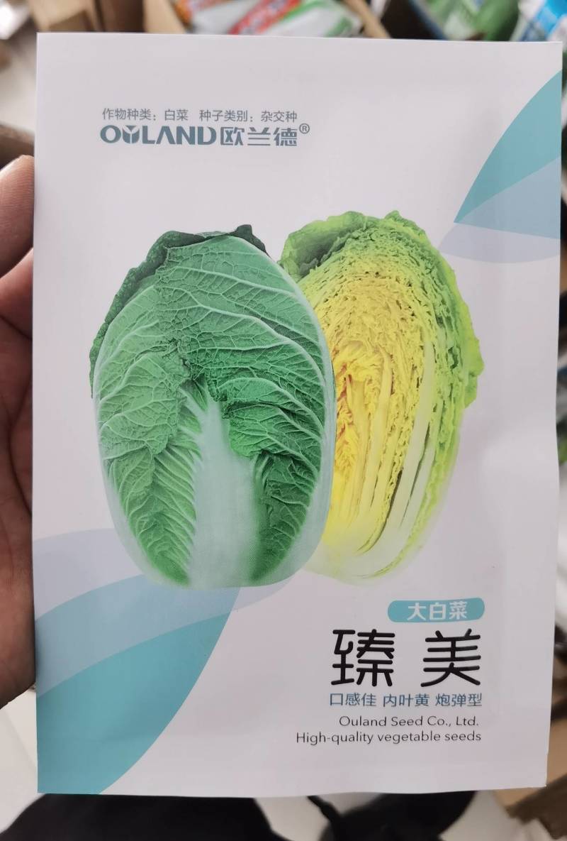 超高品质！臻美黄心大白菜种子，春秋两用，黄芯口感好品质佳