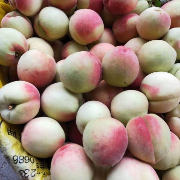 各位老板需要的尽情的联系我……货源充足……
