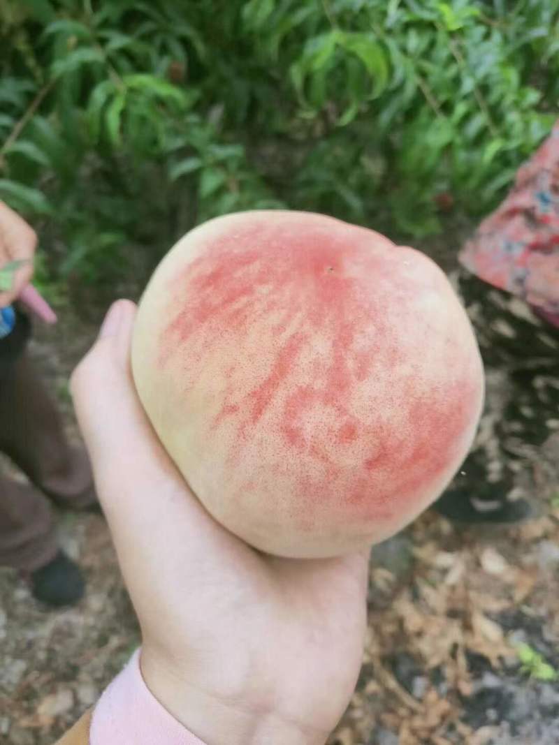 各位老板需要的尽情的联系我……货源充足……