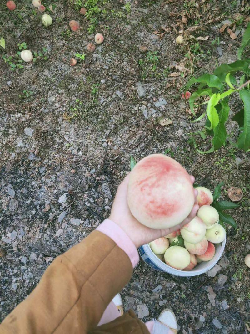 各位老板需要的尽情的联系我……货源充足……
