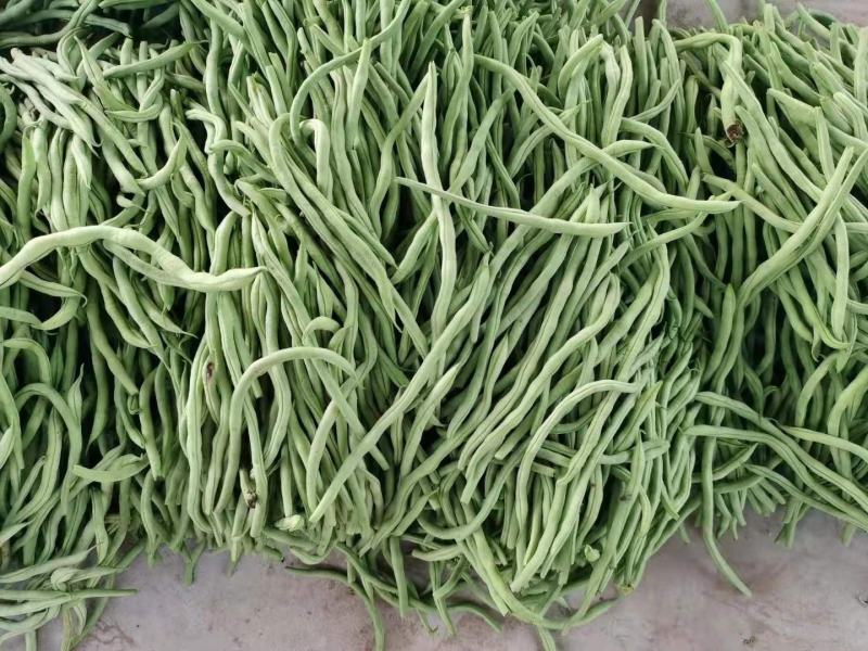 辽宁精品豆王豆角，大量上市，一手货源