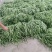 辽宁精品豆王豆角，大量上市，一手货源