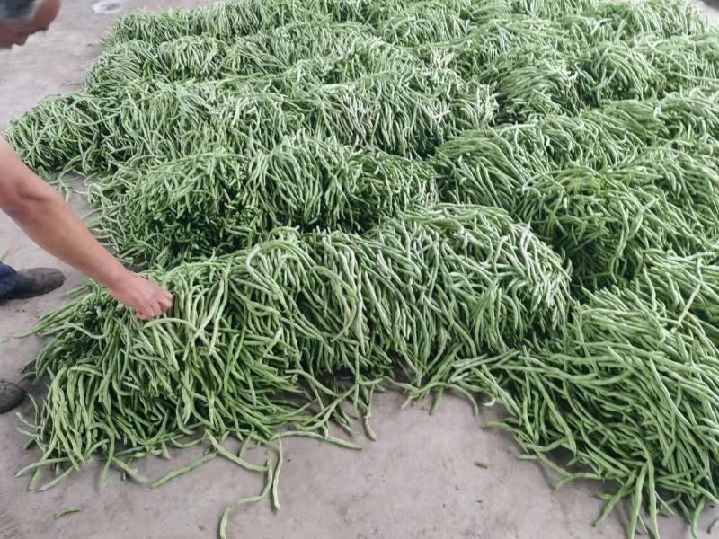 辽宁精品豆王豆角，大量上市，一手货源