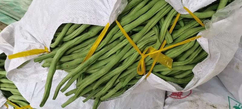 辽宁精品豆王豆角，大量上市，一手货源