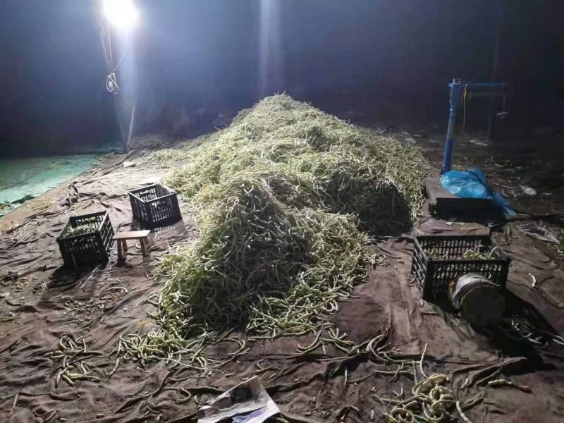 辽宁精品豆王豆角，大量上市，一手货源