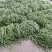 辽宁精品豆王豆角，大量上市，一手货源
