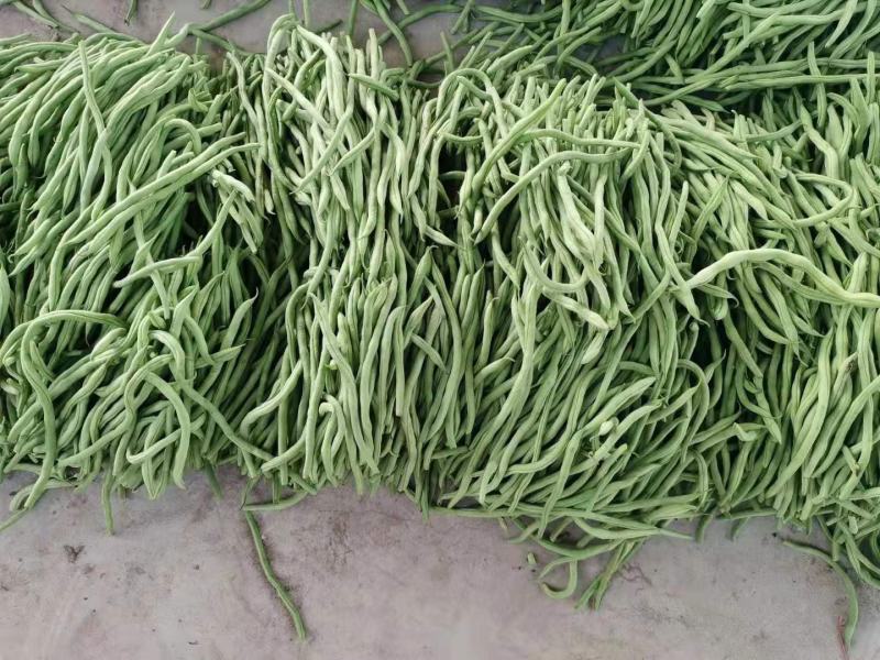 辽宁精品豆王豆角，大量上市，一手货源