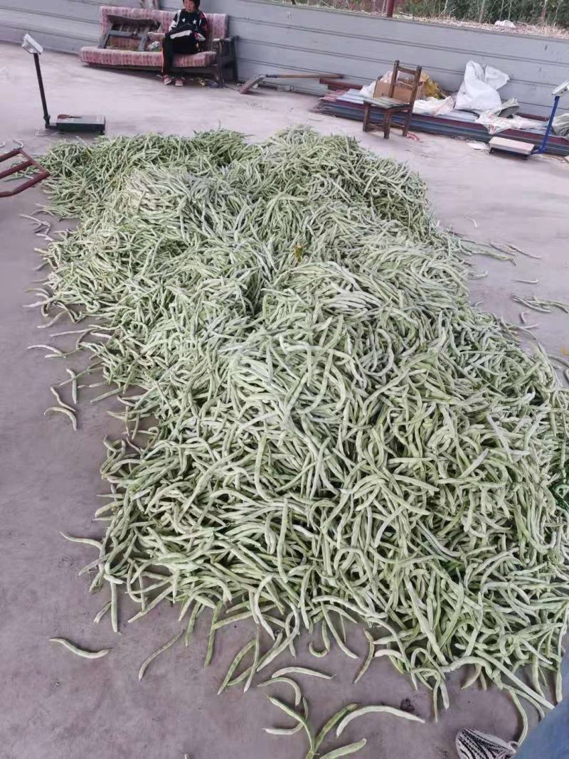 辽宁精品豆王豆角，大量上市，一手货源