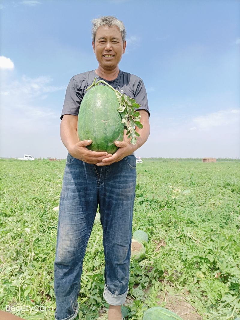 西瓜龙卷风冠道上车价0.65，8斤打底。