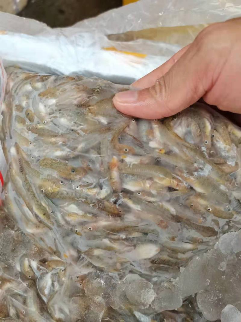 小黄鱼
