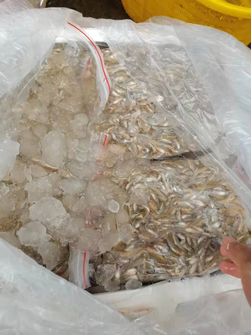 小黄鱼