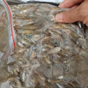 小黄鱼