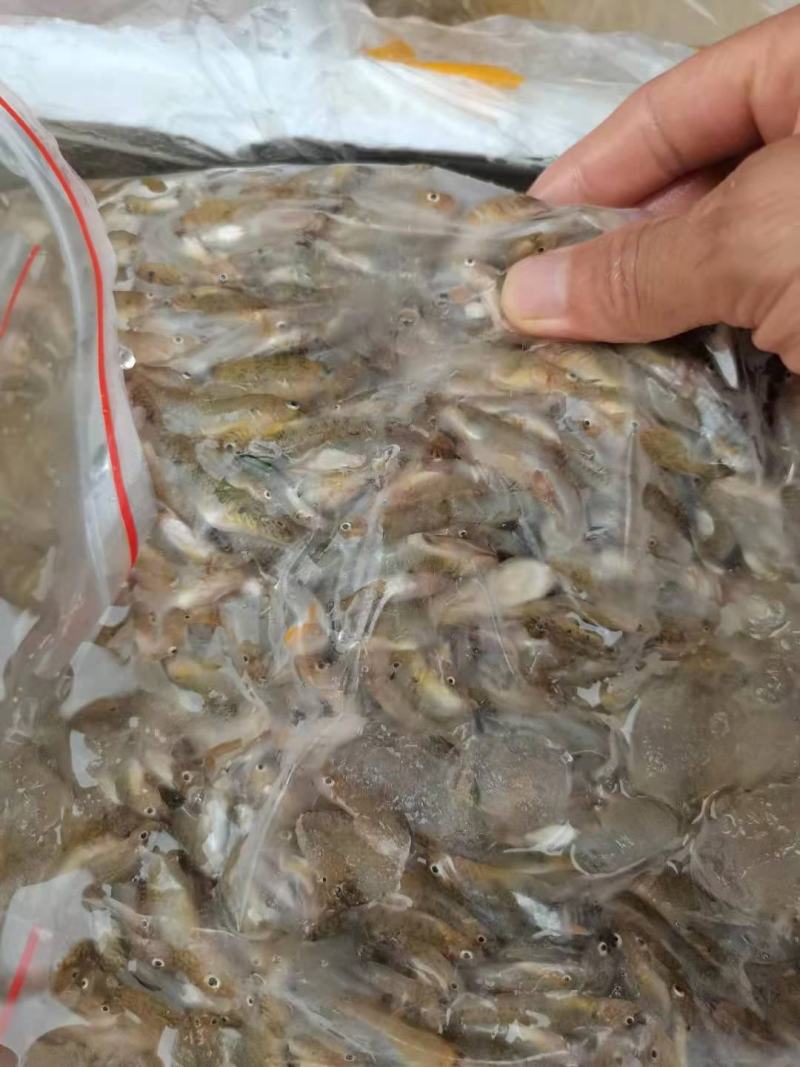 小黄鱼